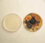 Air Sterilization Marshfield